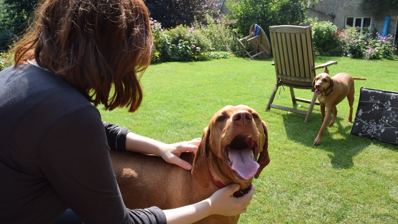 Home Security for House Sitters - image shows a backyard with a house sitter playing in 2 dogs.